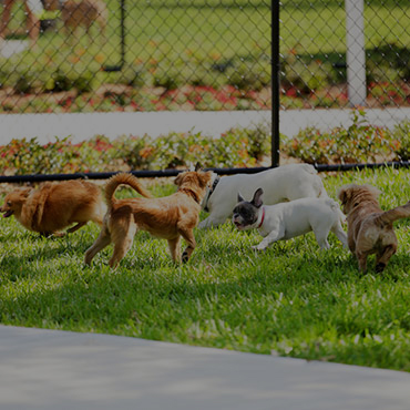 Large Dog Park at Fort Chaplin Park Apartments Large Dog Park at Fort Chaplin Park Apartments