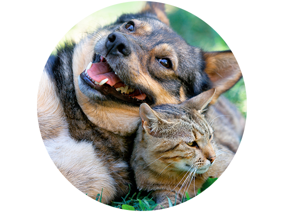Pet Friendly Apartments in Washington, DC Pet Friendly Apartments in Washington, DC