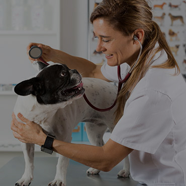 Nearby Pet Friendly Hospitals in Washington, DC Nearby Pet Friendly Hospitals in Washington, DC